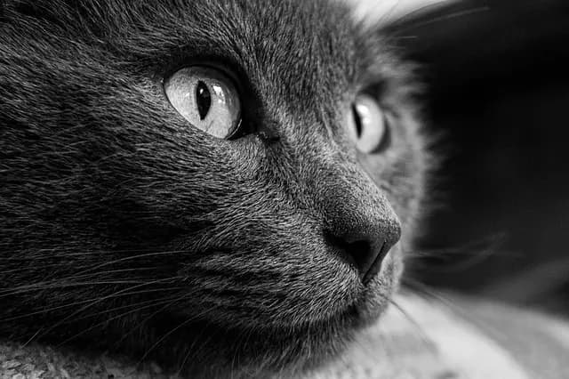 Best Pet First Aid Kits: Comprehensive Buying Guide