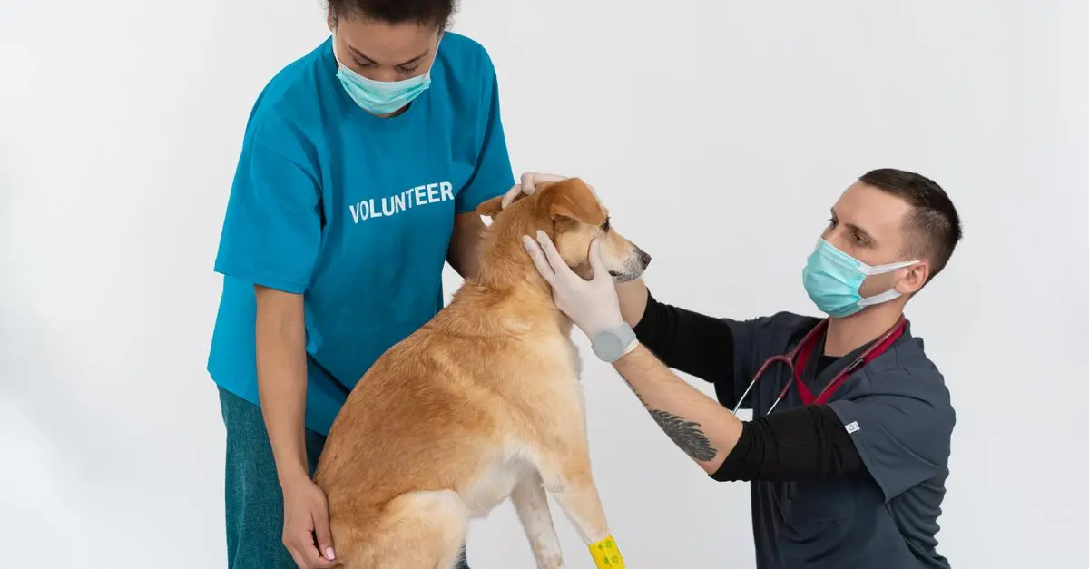 Best Emergency Vet Services Near Me