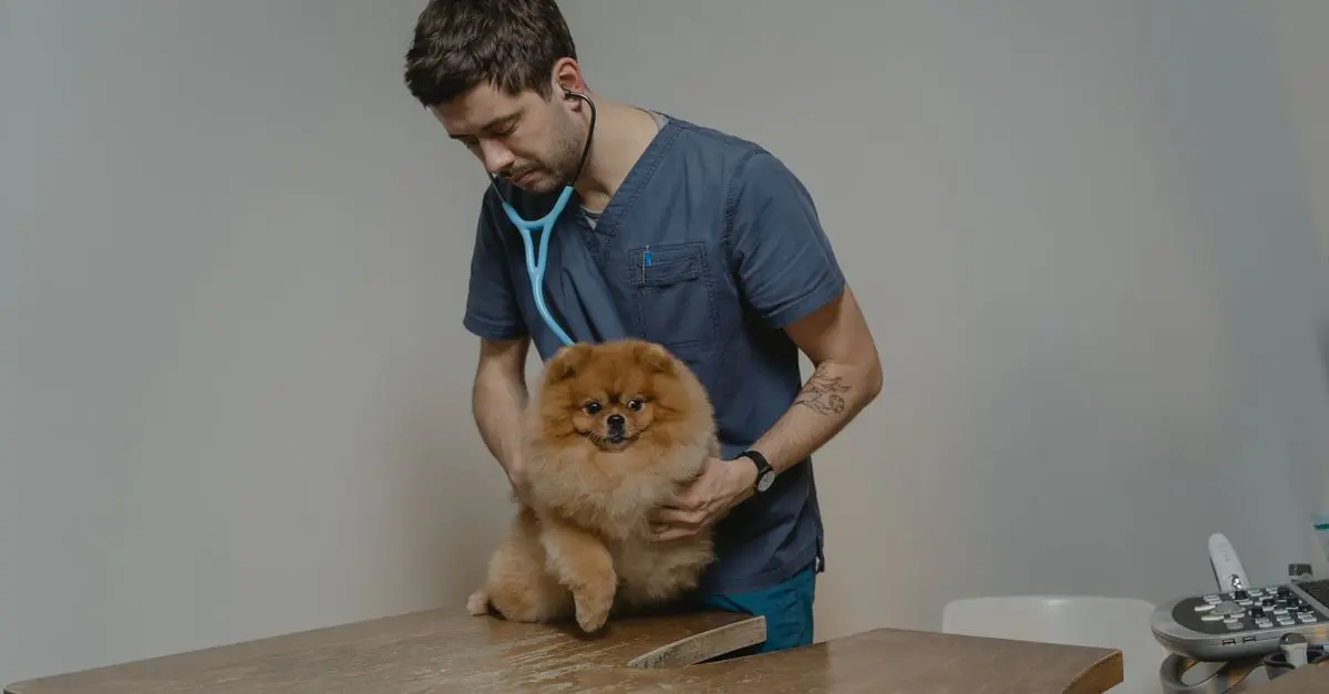 Best Emergency Vet Near Me Buying Guide