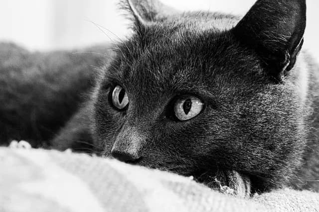 Ultimate Guide to Emergency Pet Carriers