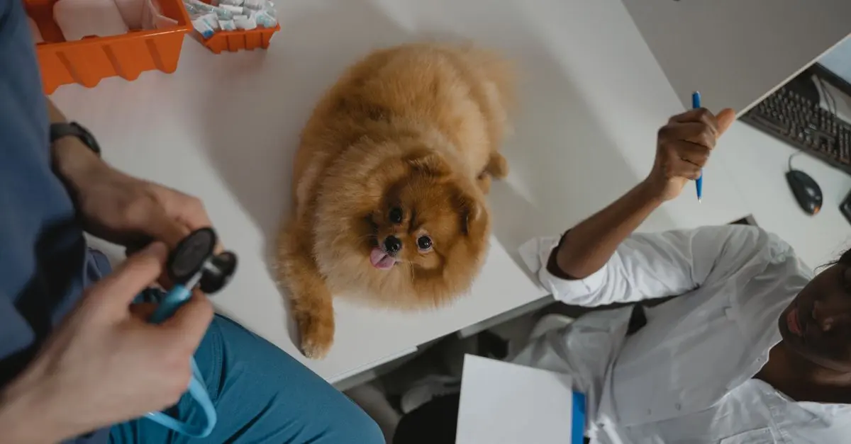Evaluating Pet Injury Scenarios: A Comprehensive Guide